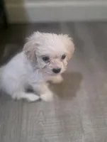 Butters, a male Maltipoo for sale in Vacaville, CA – Photo 1 of 6