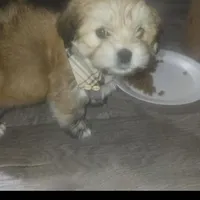 Butters, a male Maltipoo for sale in Vacaville, CA – Photo 6 of 6