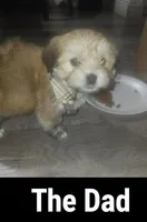 Snowball, a male Maltipoo for sale in Vacaville, CA – Photo 7 of 7