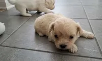 Snow, a female Maltipoo for sale in Sacramento, CA – 2 of 2