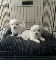 Sammy, a male Maltipoo for sale in Sacramento, CA – 2 of 2