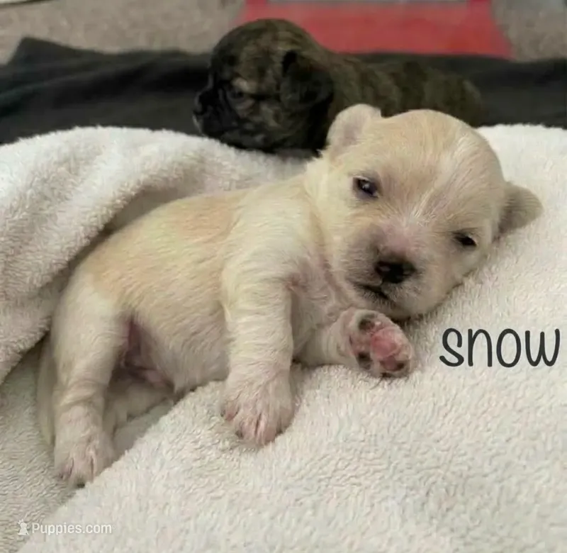 Snow – Maltipoo puppy for sale in Sacramento, CA