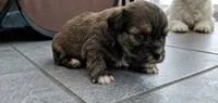 Mocha , a female Maltipoo for sale in Sacramento, CA – 3 of 3