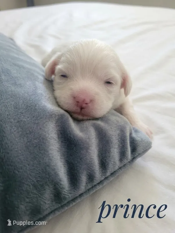 Prince – Maltipoo puppy for sale in Sacramento, CA