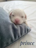 Prince, a male Maltipoo for sale in Sacramento, CA – 1 of 2