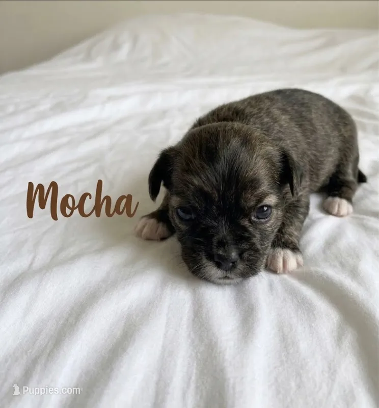 Mocha – Maltipoo puppy for sale in Sacramento, CA