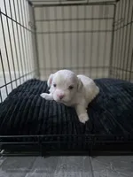 Prince, a male Maltipoo for sale in Sacramento, CA – 2 of 2