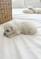 Zoey, a female Maltipoo for sale in Sacramento, CA – 2 of 3