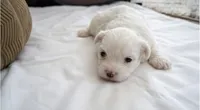 Zoey, a female Maltipoo for sale in Sacramento, CA – 3 of 3