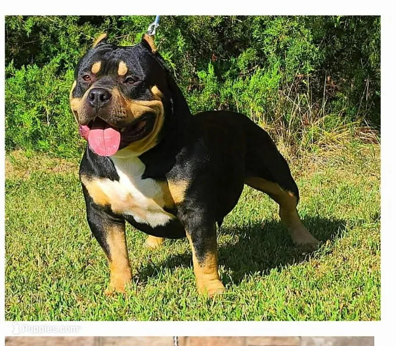 Bane Stud fee 300 – American Bully puppy for sale in Charlotte, NC