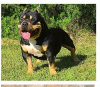 Bane Stud fee 300, a male American Bully for sale in Charlotte, NC – Photo 1 of 3
