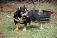Bane Stud fee 300, a male American Bully for sale in Charlotte, NC – Photo 3 of 3