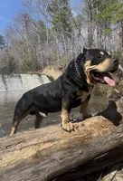 Bane Stud fee 300, a male American Bully for sale in Charlotte, NC – Photo 2 of 3