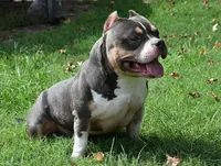 Sosa mimosa (stud only), a male American Bully for sale in Charlotte, NC – Photo 2 of 7
