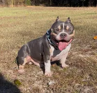 Sosa mimosa (stud only), a male American Bully for sale in Charlotte, NC – Photo 4 of 7