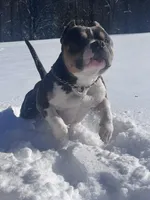 Sosa mimosa (stud only), a male American Bully for sale in Charlotte, NC – Photo 1 of 7