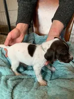#1, a male German Shorthaired Pointer for sale in Littleton, CO – Photo 1 of 2
