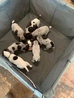 #1, a male German Shorthaired Pointer for sale in Littleton, CO – Photo 3 of 4