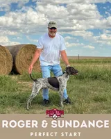 #1, a male German Shorthaired Pointer for sale in Littleton, CO – Photo 4 of 4