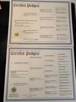 #1, a male German Shorthaired Pointer for sale in Littleton, CO – Photo 2 of 2