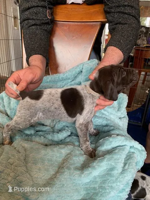 #6 – German Shorthaired Pointer puppy for sale in Littleton, CO