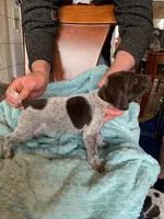 #6, a male German Shorthaired Pointer for sale in Littleton, CO – Photo 1 of 3