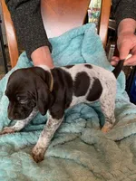 #4, a female German Shorthaired Pointer for sale in Littleton, CO – Photo 1 of 3