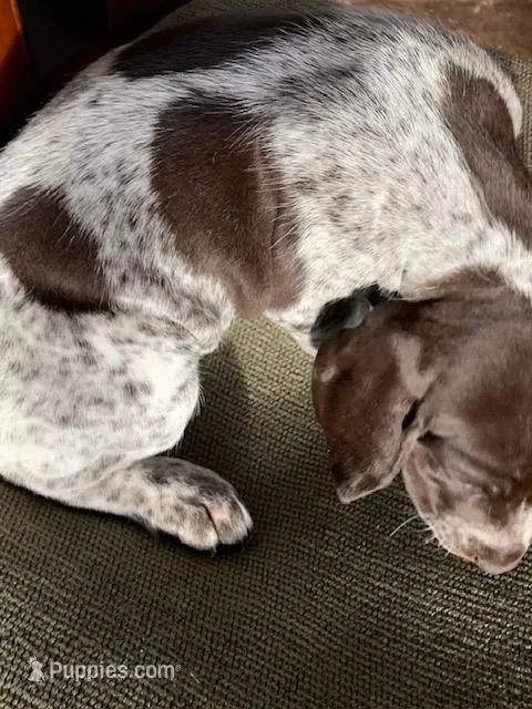 #2 – German Shorthaired Pointer puppy for sale in Littleton, CO