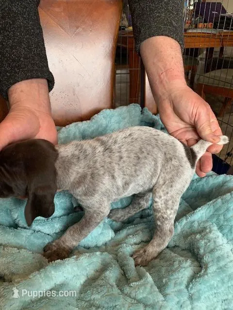 #7 – German Shorthaired Pointer puppy for sale in Littleton, CO