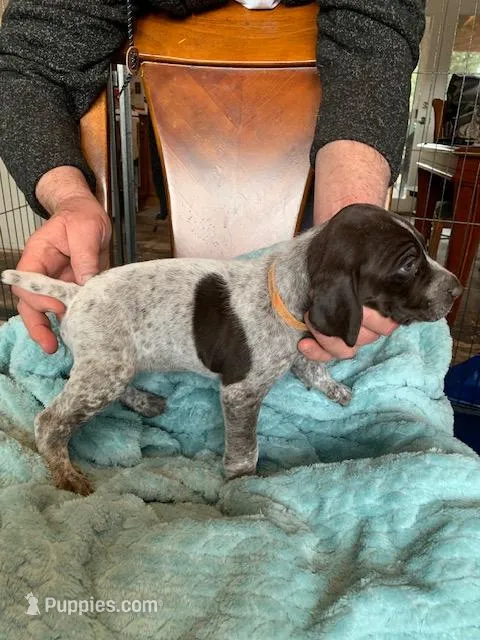 #3 – German Shorthaired Pointer puppy for sale in Littleton, CO