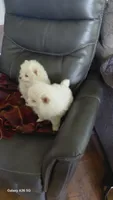 Snow and Blanca, a female Pomeranian for sale in Yakima, WA – 1 of 3