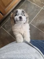 Mini, a female Pomeranian and Shih Tzu for sale in Yakima, WA – 4 of 4