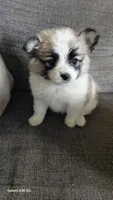 Mini, a female Pomeranian and Shih Tzu for sale in Yakima, WA – 2 of 4