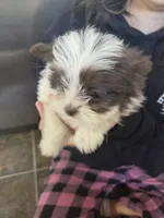 Bell, a female Pomeranian and Shih Tzu for sale in Yakima, WA – 2 of 3