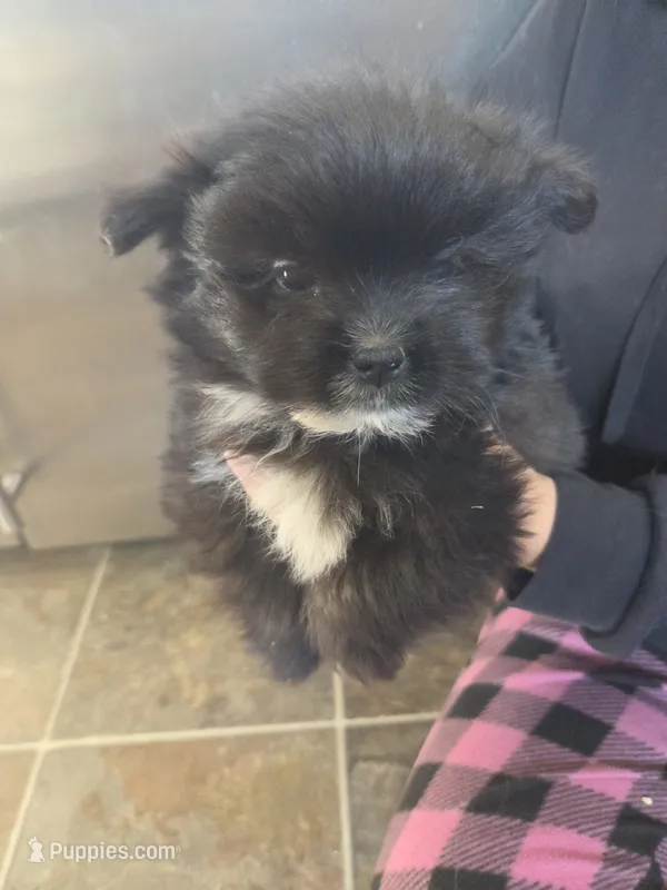 Nano – Pomeranian, Shih Tzu puppy for sale in Yakima, WA