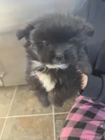 Nano, a male Pomeranian and Shih Tzu for sale in Yakima, WA – 1 of 3