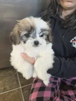 Nana, a female Pomeranian and Shih Tzu for sale in Yakima, WA – 3 of 3