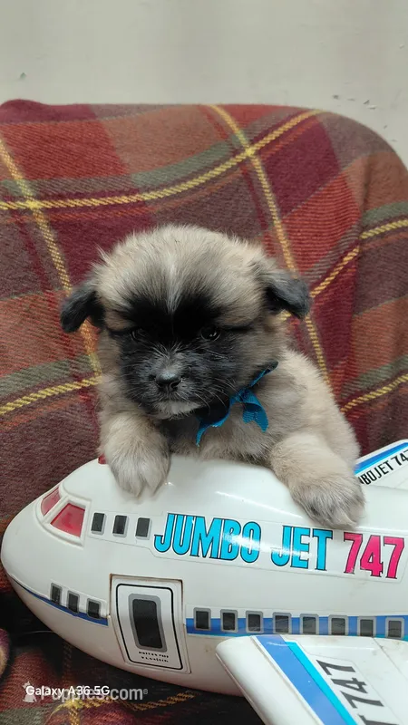 Choco – Pomeranian, Shih Tzu puppy for sale in Yakima, WA