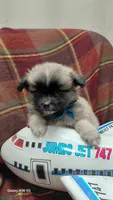 Choco, a male Pomeranian and Shih Tzu for sale in Yakima, WA – 1 of 4