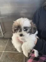 Nana, a female Pomeranian and Shih Tzu for sale in Yakima, WA – 2 of 3