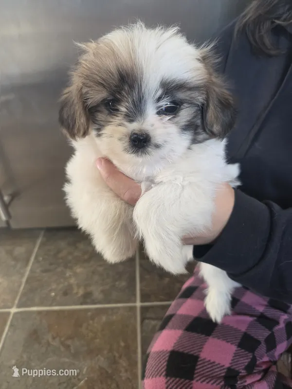 Nana – Pomeranian, Shih Tzu puppy for sale in Yakima, WA