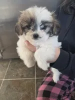 Nana, a female Pomeranian and Shih Tzu for sale in Yakima, WA – 1 of 3