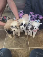 Bell, a female Pomeranian and Shih Tzu for sale in Yakima, WA – 3 of 3