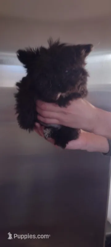  Button – Shih Tzu puppy for sale in Yakima, WA