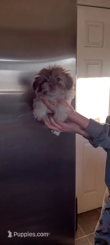 Peanut  – Shih Tzu puppy for sale in Yakima, WA