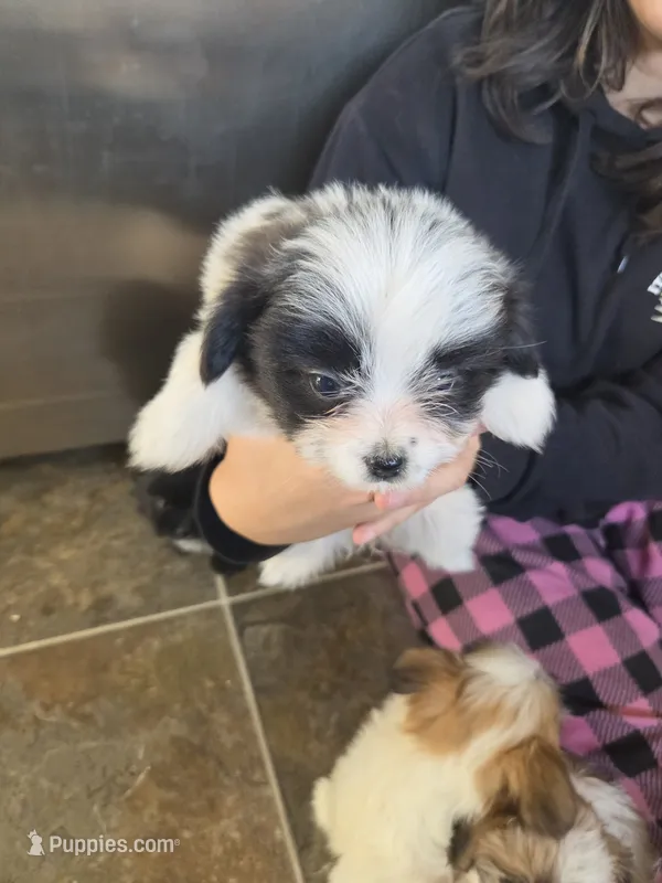 Oreo – Pomeranian, Shih Tzu puppy for sale in Yakima, WA