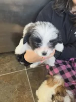 Oreo, a female Pomeranian and Shih Tzu for sale in Yakima, WA – 1 of 2