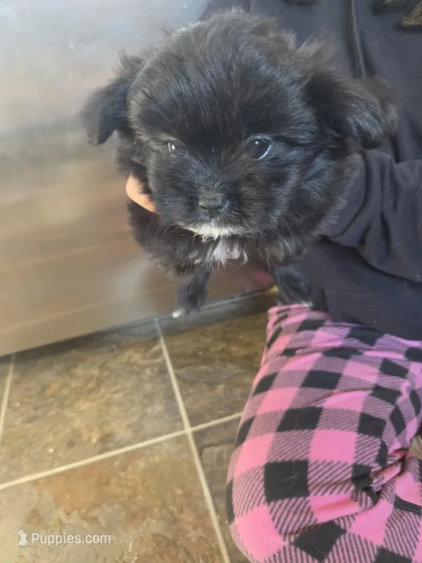 Luna – Pomeranian, Shih Tzu puppy for sale in Yakima, WA