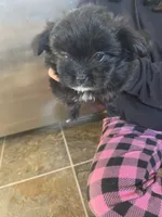 Luna, a female Pomeranian and Shih Tzu for sale in Yakima, WA – 1 of 3