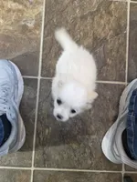 Snow, a female Pomeranian and Shih Tzu for sale in Yakima, WA – 2 of 5